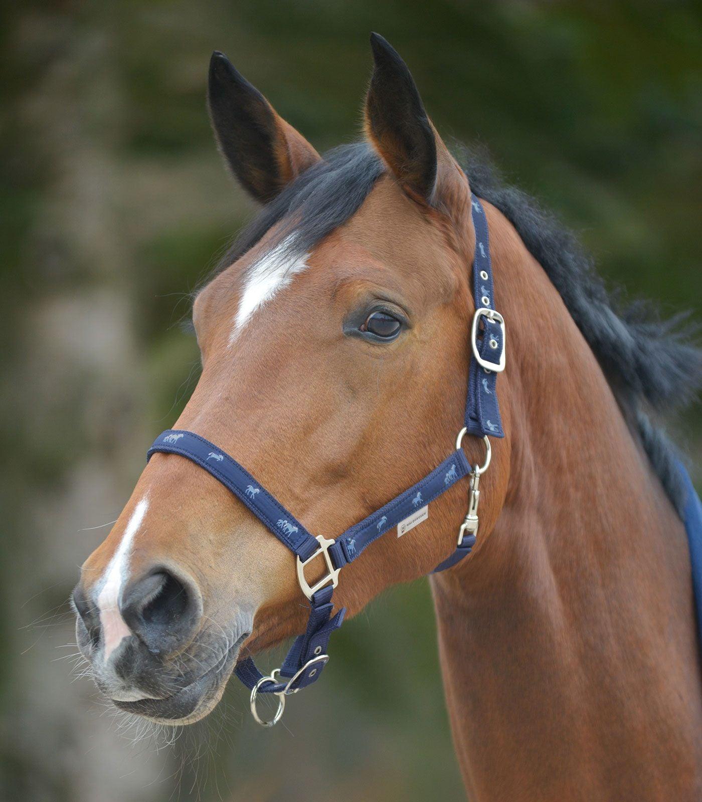 Licol Petite Chevaux - SHOPHORSE