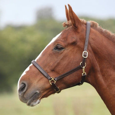 Shires Ragley Licol en Cuir - SHOPHORSE